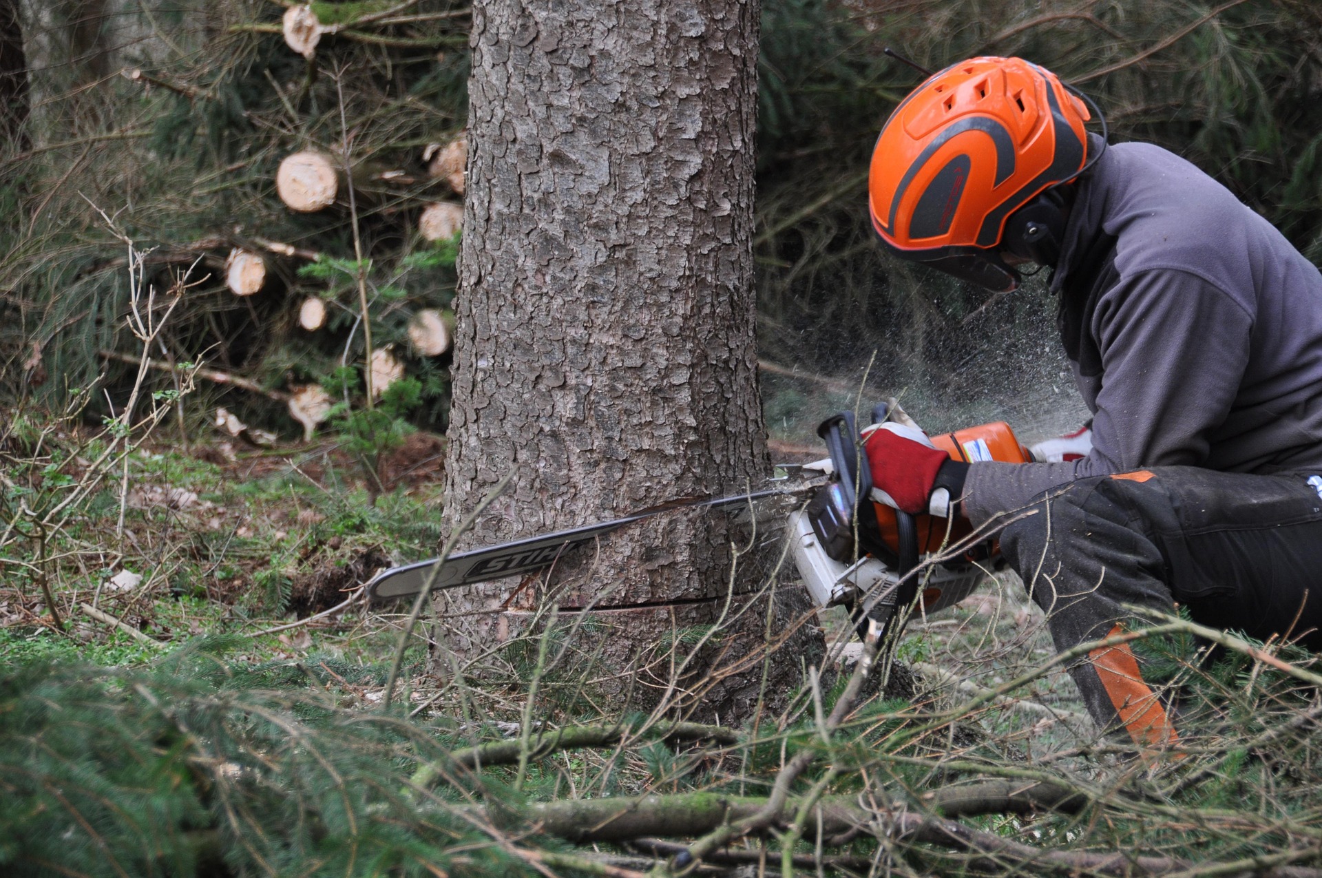 Professional arborist tree care equipment